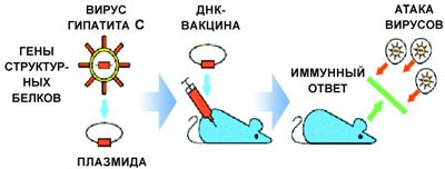 ДНК-вакцинация заключается в том, чтобы ввести фрагмент ДНК, кодирующий защитные антигены и цитокины, непосредственно в мышечную ткань. «Заразность» большинства вирусов во многом определяется их структурными белками. Плазмида (кольцевая молекула ДНК) с генами таких белков, введенная в мышцу, стимулирует иммунный ответ, который препятствует развитию заболевания