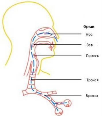 Основные симптомы гриппа и их локализация