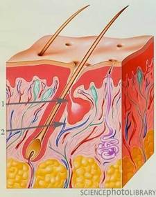 Сальная железа, угри