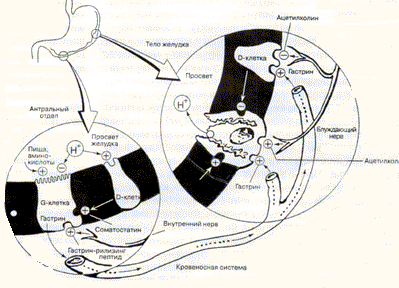 Регуляция секреции соляной кислоты в желудке