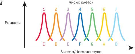 МУЗЫКА И ГОЛОВНОЙ МОЗГ