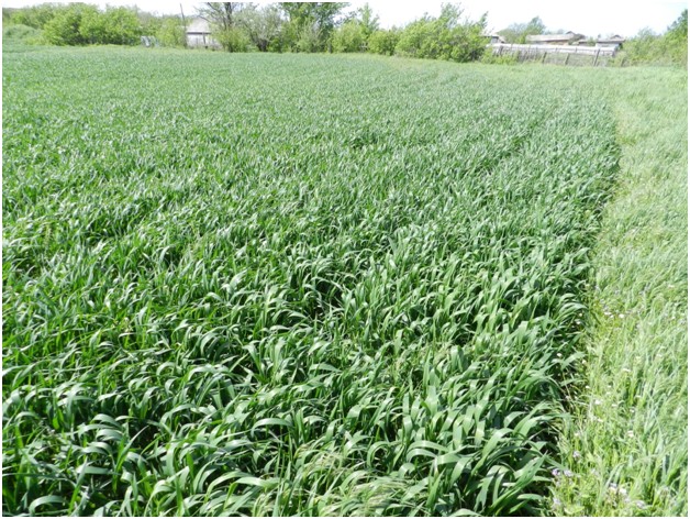 razumnaya tekhnologia 6.jpg