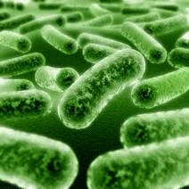 Дипломная работа: Микроорганизмы, выделенные из различных природных жиров