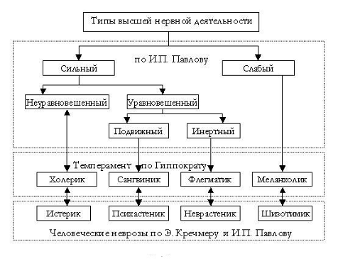 Контрольная работа по теме Темперамент и центральная нервная система