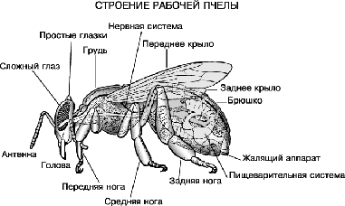 Курсовая работа по теме Все лучшее от природы (пчелы и их продукция) 