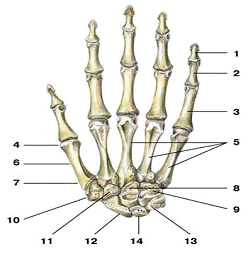 Фаланги пальца тип соединения