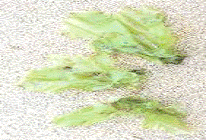 Реферат: Зелёные водоросли