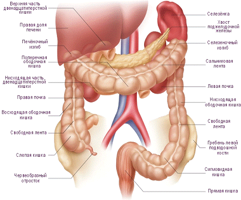 Реферат: Болезни ободочной кишки