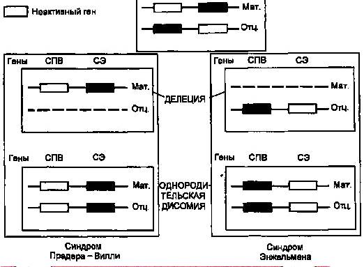 Курсовая работа: Цитогенетическая и молекулярно-цитогенетическая характеристика микроделяционных синдромов Прадера-Вилли, Ангельмана и Ди Джорджи