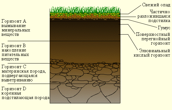 Реферат: Почва как экологический фактор