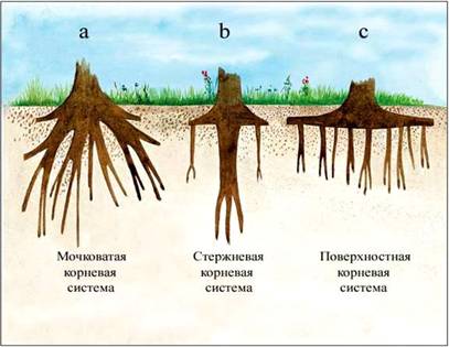 Контрольная работа по теме Анатомическое строение листовой пластинки двудольных растений. Типы корней и корневых систем