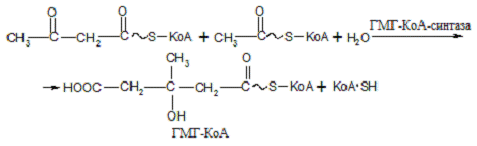 Регуляторный фермент синтеза холестерола. Регуляция активности гмг-коа-редуктазы. Гмг коа. Схема действия статинов. Гмг коа.