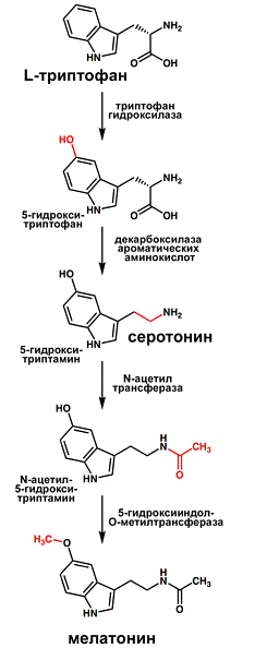 Контрольная работа по теме Гормоны - производные аминокислот. Катехоламины