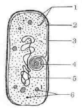 Мезосомы бактерий. Мезосомы в растительной клетке. Мезосомы прокариот.