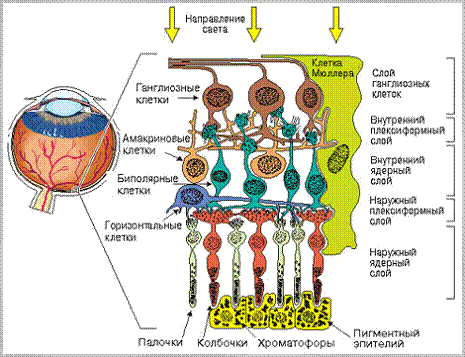 Реферат: Биполярные, горизонтальные и амакриновые клетки