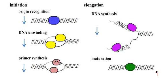 Реферат: Dna 3 Essay Research Paper DNA 2