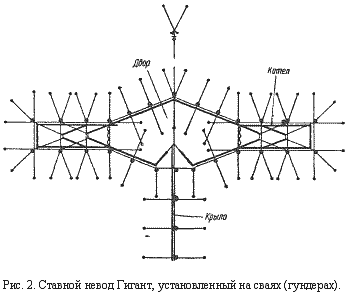 Курсовая работа по теме Изучение особенностей сайры тихоокеанской как сырья рыбной промышленности