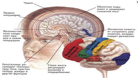 Реферат: Сознание и мозг 2