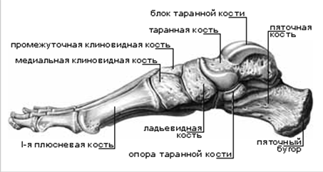 Кости Стопы Человека Фото