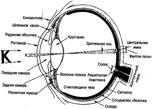 Реферат: Глаз как оптическая система