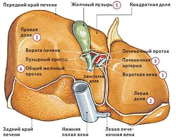 Реферат: Ультразвуковая анатомия печени