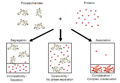 Курсовая работа по теме Взаимодействие между белками и полиэлектролитами в водных растворах