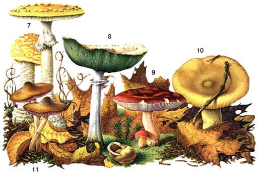 Курсовая работа: Видовой состав трутовиковых грибов окрестностей г. Чернигова