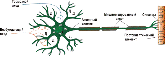 Реферат по теме Нейроподобный элемент (нейрон) Реферат по теме Нейроподобный элемент (нейрон)