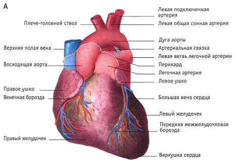 Курсовая работа по теме Серцеві глікозиди