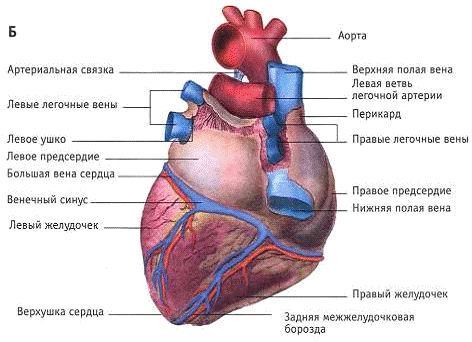 Курсовая работа по теме Серцеві глікозиди