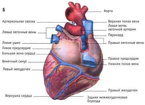 Реферат: Строение и функции сердца