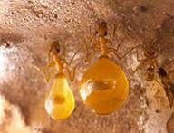 Курсовая работа по теме Разноообразие взаимоотношений между муравьями и растениями