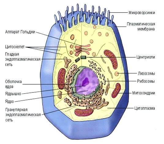 Контрольная Работа Ткань Орган Система Органов