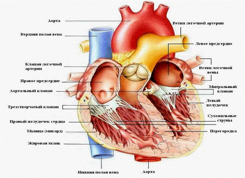 Реферат Аритмии Сердца