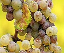 Курсовая работа по теме Подбор столовых и винодельческих сортов винограда, их свойства