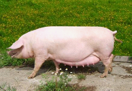Контрольная работа: Оценка мясных и откомрочных качеств свиней при различных сочетаниях пород