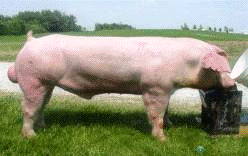 Контрольная работа: Оценка мясных и откомрочных качеств свиней при различных сочетаниях пород