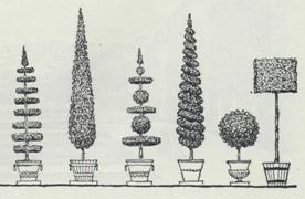 Курсовая работа по теме Роль декоративных древесно-кустарниковых растений в озеленении г. Мозыря