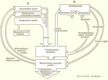 Контрольная работа по теме Биотические связи организмов в биоценозах. Проблема кислотных осадков