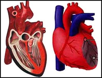 Курсовая работа по теме Дослідження серцево-судинної системи у тварин