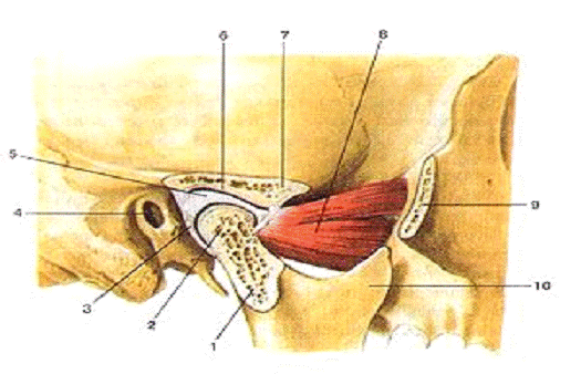 Биологическая механика челюсти