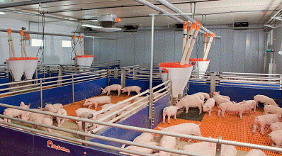 Реферат: Система нормированного кормления супоросных свиноматок