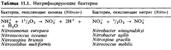 Аммиака нитритов нитратов. Нитрифицирующие бактерии реакции. Нитрифицирующие бактерии формула. До чего нитрифицирующие бактерии окисляют аммиак. Реакция нитрификации азота.