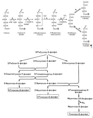 цепочки на углерод и его соединения. цепочки по теме углерод и его соединения. углерод цепочки превращений 9 класс. схема превращения углерода. схема превращения углерода.