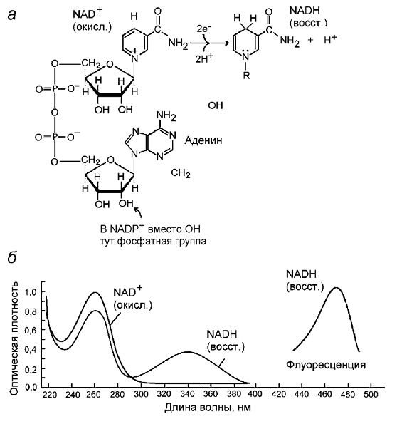 надф поглощение