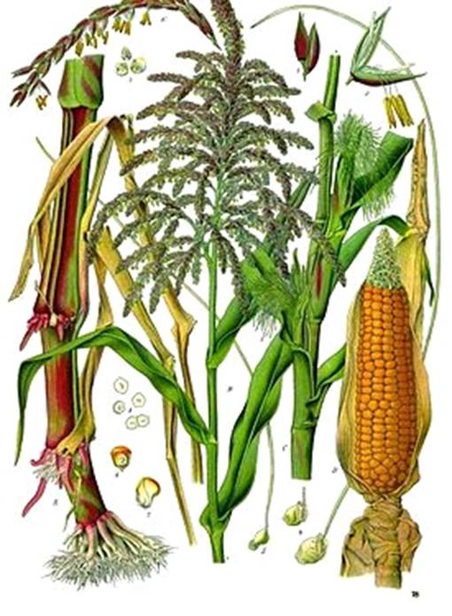 Курсовая Работа На Тему Кукуруза На Зерно