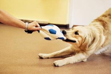 Курсовая работа: Анализ методов и способов общедисциплинарной дрессировки собак