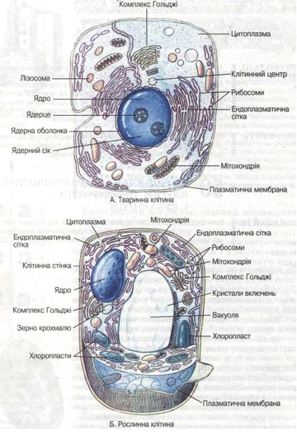 Реферат: Рослинна клітина