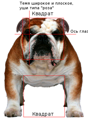 Bulldog-anfas.svg