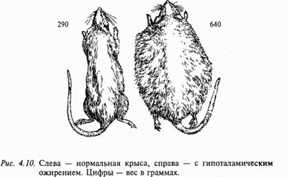 ÐžÑÐ½Ð¾Ð²Ñ‹ Ð½ÐµÐ¹Ñ€Ð¾Ñ„Ð¸Ð·Ð¸Ð¾Ð»Ð¾Ð³Ð¸Ð¸